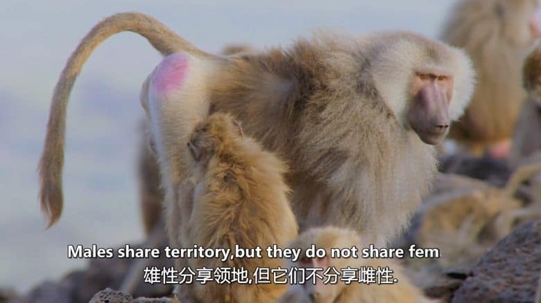 史密森尼频道《野性标志 Wildlife Icons 2015》全8集 英语中英双字 无水印纯净版 1080P/MKV/12.1G 非凡的野生动物插图6 史密森尼频道《野性标志 Wildlife Icons 2015》全8集 英语中英双字 无水印纯净版 1080P/MKV/12.1G 非凡的野生动物插图6