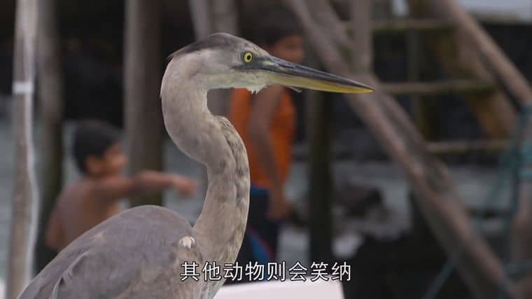 BBC纪录片《自然世界:加拉帕戈斯群岛的变化 Natural World: Galapagos – Islands Of Change 2015》英语中英双字 1080P/MP4/932M 加拉帕戈斯群岛插图2 BBC纪录片《自然世界:加拉帕戈斯群岛的变化 Natural World: Galapagos – Islands Of Change 2015》英语中英双字 1080P/MP4/932M 加拉帕戈斯群岛插图2