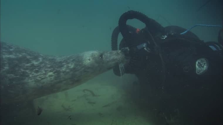 德国纪录片《我们的北海 Secrets of the North Sea 2013》英语中英双字 1080P/MP4/2.51G 北欧北海水域插图3