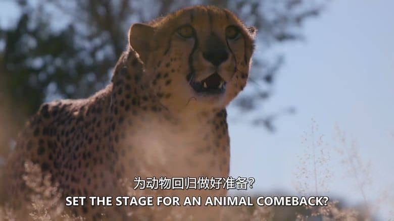 探索频道《废弃建筑之谜：动物崛起 Mysteries of the Abandoned: Animal Uprising 2020》英语中英双字 无水印纯净版 1080P/MKV/1.85G 废弃建筑插图3