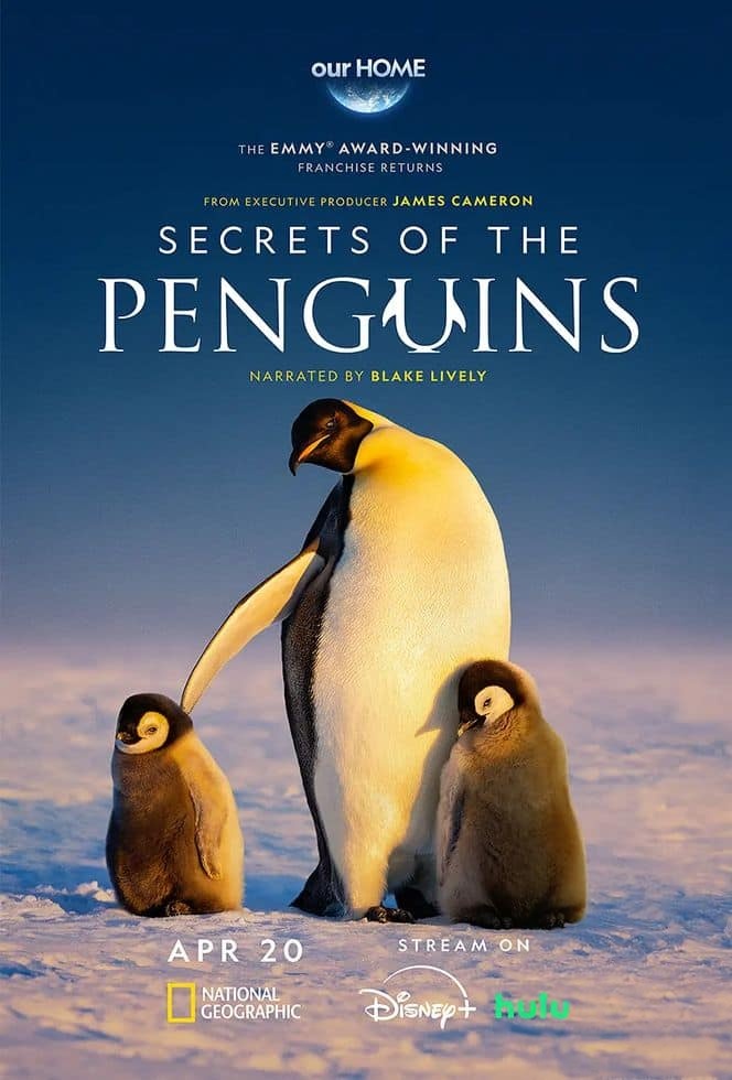 国家地理《企鹅之谜 Secrets of the Penguins 2025》全3集 英语多国中字 无水印纯净版 1080P/MKV/6.54G 企鹅之谜插图