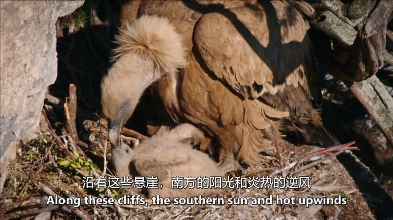 PBS纪录片《阿尔卑斯山 The Alps 2020》全2集 英语中英双字 无水印纯净版 1080P/MKV/7.33G 阿尔卑斯山插图6