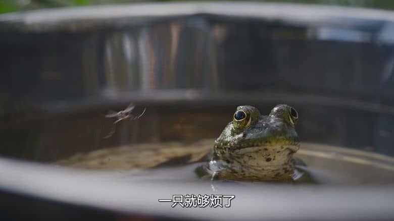 Netflix纪录片《大自然恐怖故事 Nightmares of Nature 2025》全3集 英语多国字幕 无水印纯净版 1080P/MKV/5.53G 动物生存故事插图4 Netflix纪录片《大自然恐怖故事 Nightmares of Nature 2025》全3集 英语多国字幕 无水印纯净版 1080P/MKV/5.53G 动物生存故事插图4