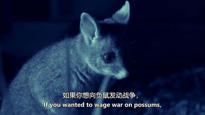 ZED纪录片《动物故事 Animal Tales 2019》全4集 英语中英双字 无水印纯净版 1080P/MKV/2.47G 动物故事插图4 ZED纪录片《动物故事 Animal Tales 2019》全4集 英语中英双字 无水印纯净版 1080P/MKV/2.47G 动物故事插图4