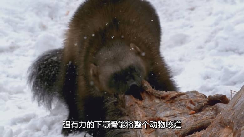 国家地理《阿拉斯加夺命之最 Alaska’s Deadliest 2018》全2集 多国语言多国字幕 无水印纯净版 720P/MKV/5.3G 阿拉斯加致命动物插图5 国家地理《阿拉斯加夺命之最 Alaska’s Deadliest 2018》全2集 多国语言多国字幕 无水印纯净版 720P/MKV/5.3G 阿拉斯加致命动物插图5