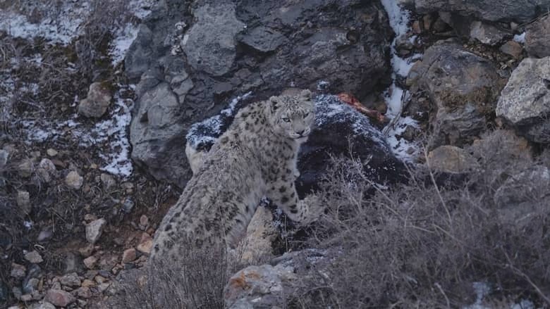 国产纪录片《雪豹和她的朋友们 Snow Leopards and Friends 2023》国语 4K超清/2160P/MP4/5.93G 高原雪豹插图2