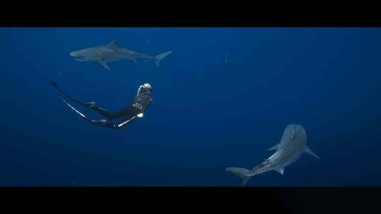 美国纪录片《鲨语者 Shark Whisperer 2025》英语多国字幕 无水印纯净版 1080P/MKV/3.57G 鲨鱼保护插图4 美国纪录片《鲨语者 Shark Whisperer 2025》英语多国字幕 无水印纯净版 1080P/MKV/3.57G 鲨鱼保护插图4