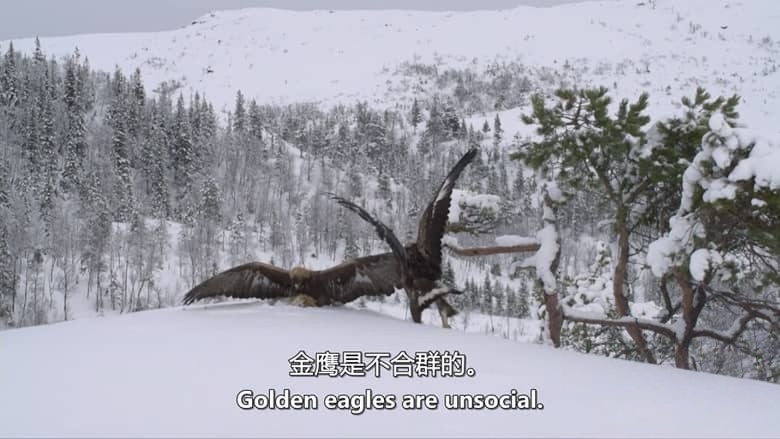 德国纪录片《山中之王:金雕 King of the Mountains:Golden Eagle 2015》英语中英双字 无水印纯净版 1080P/MKV/3.34G 金雕插图1 德国纪录片《山中之王:金雕 King of the Mountains:Golden Eagle 2015》英语中英双字 无水印纯净版 1080P/MKV/3.34G 金雕插图1