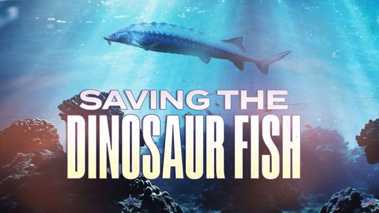 美国纪录片《濒危远古大鱼 Saving the Dinosaur Fish 2020》英语中英双字 无水印纯净版 1080P/MKV/2.94G 濒危鲟鱼插图1 美国纪录片《濒危远古大鱼 Saving the Dinosaur Fish 2020》英语中英双字 无水印纯净版 1080P/MKV/2.94G 濒危鲟鱼插图1