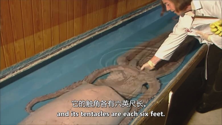 美国纪录片《巨人的领域：神秘的头足类动物 In the Realm of the Giants: Mysterious Cephalopods 2013》英语中英双字 无水印纯净版 1080P/MKV/3.17G 头足类动物插图1