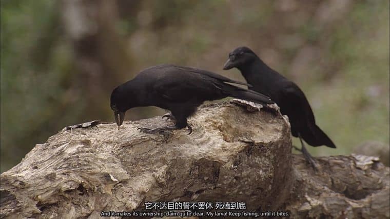 德国纪录片《喙与脑：使用工具的鸟类 Beak and Brain: Genius Birds from Down Under 2013》英语中英双字 1080P/MP4/1.44G 聪明的鸟类插图4