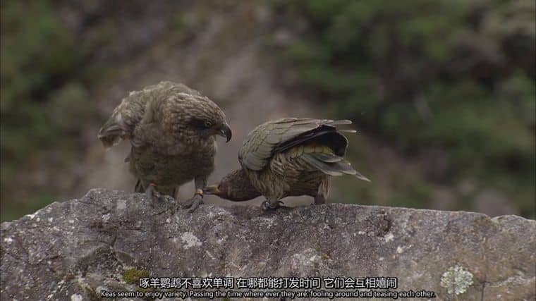 德国纪录片《喙与脑：使用工具的鸟类 Beak and Brain: Genius Birds from Down Under 2013》英语中英双字 1080P/MP4/1.44G 聪明的鸟类插图5