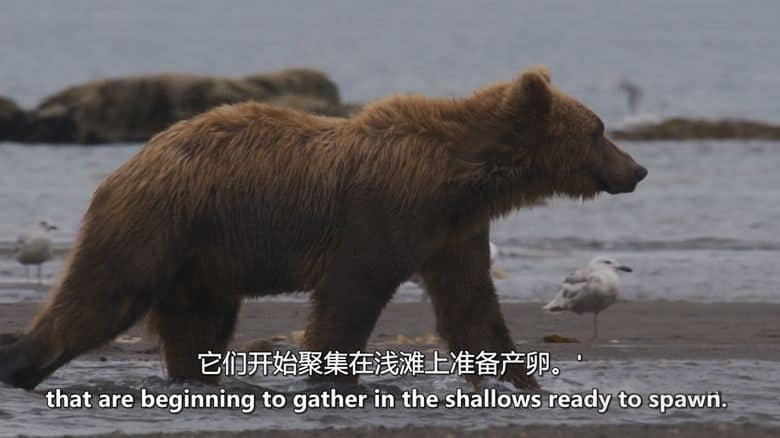 Sky纪录片《深潜北美 Deep Dive North America 2025》全6集 英语中英双字 无水印纯净版 1080P/MKV/16.9G 北美水上伊甸园插图7