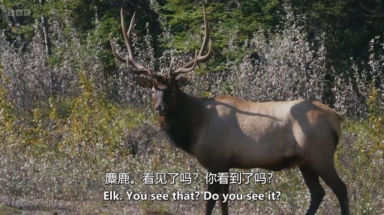 BBC纪录片《荒野奔马:落基山与我 Wild Horses, the Rockies and Me 2025》英语中英双字 无水印纯净版 1080P/MKV/1.14G 落基山野马插图7 BBC纪录片《荒野奔马:落基山与我 Wild Horses, the Rockies and Me 2025》英语中英双字 无水印纯净版 1080P/MKV/1.14G 落基山野马插图7