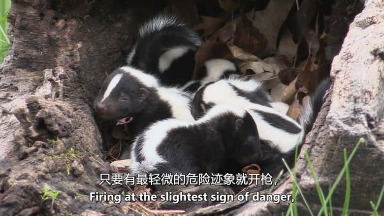 美国纪录片《动物军火库 Animal Armory 2016》全6集 英语中英双字 无水印纯净版 1080P/MKV/21.6G 动物自卫术插图3 美国纪录片《动物军火库 Animal Armory 2016》全6集 英语中英双字 无水印纯净版 1080P/MKV/21.6G 动物自卫术插图3