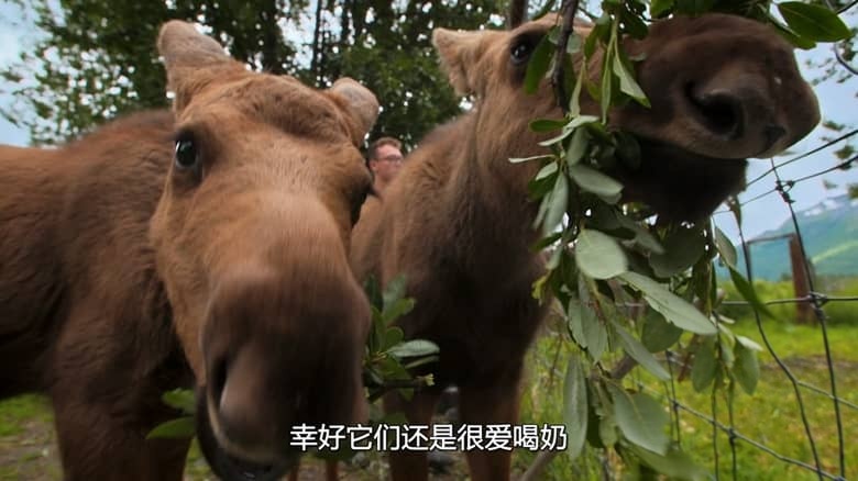 国家地理《阿拉斯加野生动物救援 Alaska Animal Rescue 2020》第二季全8集 英语中英双字 无水印纯净版 1080P/MKV/19.8G 动物救援插图5 国家地理《阿拉斯加野生动物救援 Alaska Animal Rescue 2020》第二季全8集 英语中英双字 无水印纯净版 1080P/MKV/19.8G 动物救援插图5