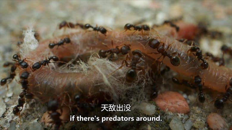 美国纪录片《虫临天下 Bugs That Rule the World 2025》第一季全4集 英语中英双字 无水印纯净版 1080P/MKV/7.28G 统治世界的虫族插图3