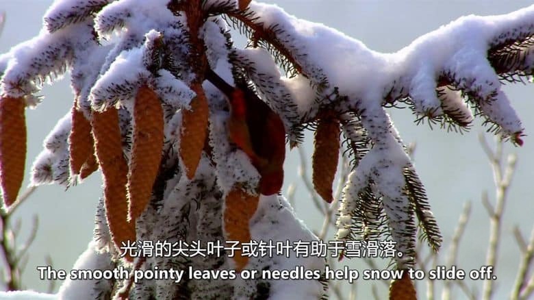 德国纪录片《植物的力量 Power of Plants 2022》全2集 英语中英双字 无水印纯净版 1080P/MKV/7G 植物的力量插图1