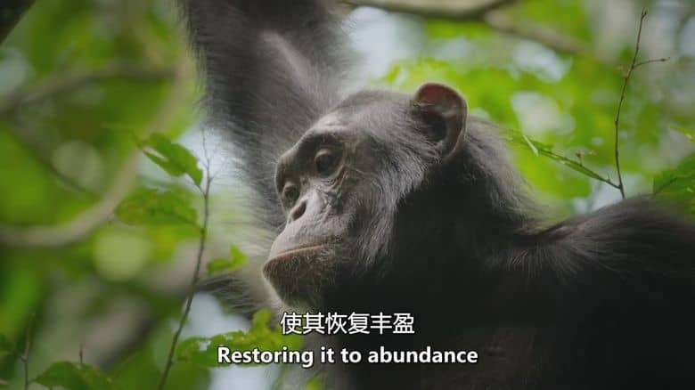PBS纪录片《自然界的未来 The Future of Nature 2025》全4集 英语中英双字 无水印纯净版 1080P/MKV/4.84G 生态平衡插图1