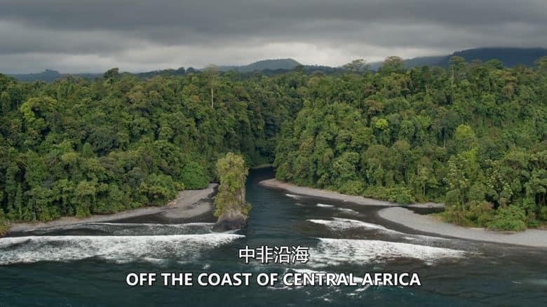 史密森尼频道《比奥科失落之王 Lost Kings Of Bioko 2019》英语中英双字 无水印纯净版 1080P/MKV/3.32G 中非灵长类之王插图2