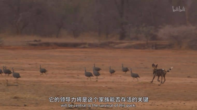 PBS纪录片《群狗逐狮 Dogs in the Land of Lions 2018》英语中英双字 1080P/MP4/2.15G 津巴布韦野狗插图3