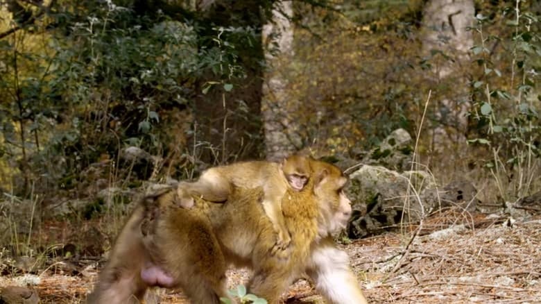 国家地理《非洲隐密珍宝 Africa’s Hidden Wonders 2020》全3集 英语多国字幕 无水印纯净版 1080P/MKV/7.36G 非洲野生生态插图2