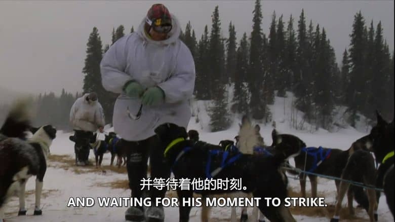 探索频道《地球上最艰难的比赛 Iditarod Toughest Race on Earth：Iditarod 2008》全6集 英语中英双字 无水印纯净版 1080P/MKV/22.1G 穿越阿拉斯加荒野插图6
