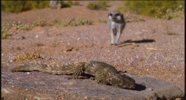英国纪录片《纳马夸兰：非洲沙漠花园 Namaqualand：Africa’s Desert Garden 2005》英语中英双字 无水印纯净版 1080P/MKV/3.32G 非洲沙漠花园插图6