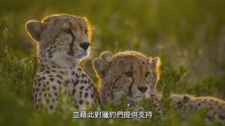 国家地理《摄影师伯蒂与猎豹零距离 Cheetahs Up Close with Bertie Gregory 2026》英语多国字幕 无水印纯净版 1080P/MKV/832M 塞伦盖蒂野生动物插图4 国家地理《摄影师伯蒂与猎豹零距离 Cheetahs Up Close with Bertie Gregory 2026》英语多国字幕 无水印纯净版 1080P/MKV/832M 塞伦盖蒂野生动物插图4