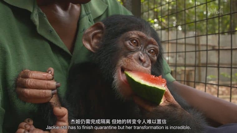 国家地理《黑猩猩学院 Chimp School 2016》英语中英双字 1080P/MP4/1.9G 塞拉利昂黑猩猩插图6