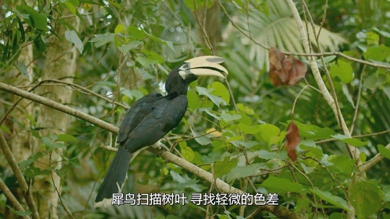 新加坡纪录片《野生城市:秘密世界 Wild City: Secret World 2019》英语多国字幕 无水印纯净版 1080P/MKV/1.76G 野生城市插图7 新加坡纪录片《野生城市:秘密世界 Wild City: Secret World 2019》英语多国字幕 无水印纯净版 1080P/MKV/1.76G 野生城市插图7