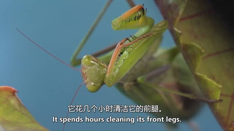 德国纪录片《螳螂:欺骗大师 Mantises:Masters of Deception 2019》英语中英双字 无水印纯净版 1080P/MKV/1.79G 螳螂纪录片插图1 德国纪录片《螳螂:欺骗大师 Mantises:Masters of Deception 2019》英语中英双字 无水印纯净版 1080P/MKV/1.79G 螳螂纪录片插图1