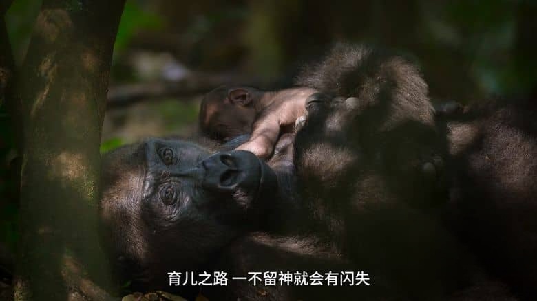 BBC纪录片《宝贝星球 Parenthood 2025》全6集 国语中字 无水印纯净版 4K超清/2160P/MP4/16.9G 动物宝宝插图1