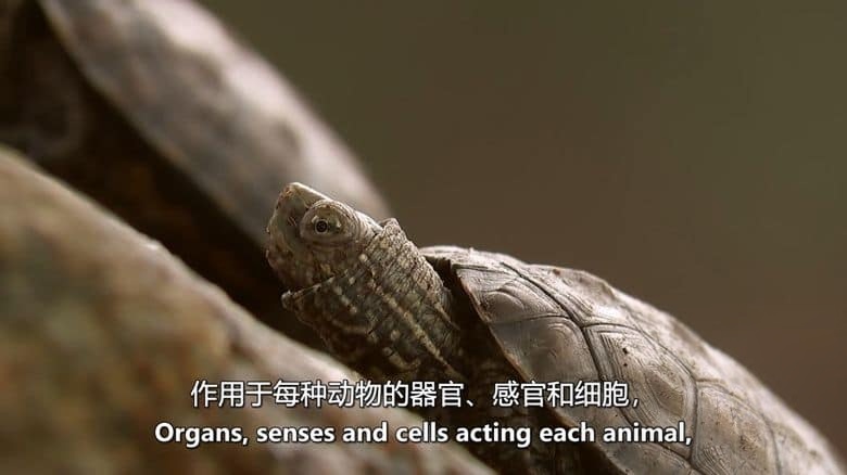 美国纪录片《濒临死亡:冬眠 Close to Death: Hibernation 2015》英语中英双字 无水印纯净版 1080P/MKV/2.34G 动物冬眠插图1 美国纪录片《濒临死亡:冬眠 Close to Death: Hibernation 2015》英语中英双字 无水印纯净版 1080P/MKV/2.34G 动物冬眠插图1