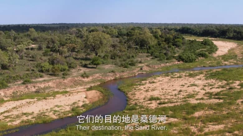 国家地理纪录片《非洲致命国度 Africa’s Deadly Kingdom 2018》全6集 英语中英双字 4K超清/2160P/MP4/7.48G 致命非洲插图1