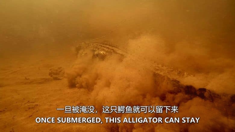 加拿大纪录片《荒野四季 Seasons of the Wild 2015》全2集 英语中英双字 无水印纯净版 1080P/MKV/6.39G 四季仙境插图3