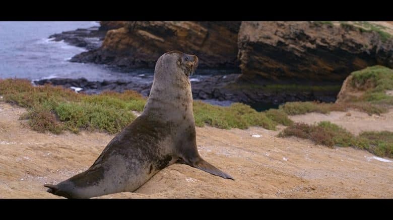 迪士尼纪录片《海狮利奥环岛记 Sea Lions of the Galápagos 2025》英语多国中字 无水印纯净版 1080P/MKV/4.62G 海狮利奥插图5 迪士尼纪录片《海狮利奥环岛记 Sea Lions of the Galápagos 2025》英语多国中字 无水印纯净版 1080P/MKV/4.62G 海狮利奥插图5