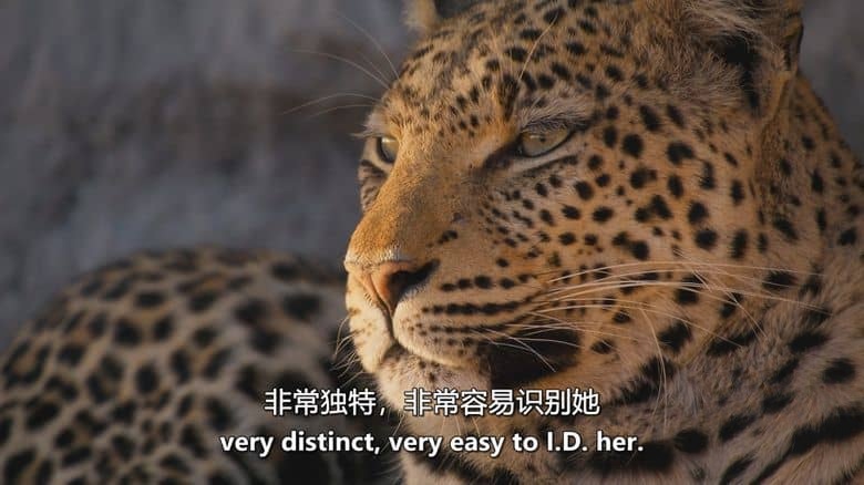 BBC纪录片《大猫全实录 Big Cats 24/7 2025》第二季全3集 英语中英双字 无水印纯净版 1080P/MKV/10.6G 猫科动物插图1 BBC纪录片《大猫全实录 Big Cats 24/7 2025》第二季全3集 英语中英双字 无水印纯净版 1080P/MKV/10.6G 猫科动物插图1