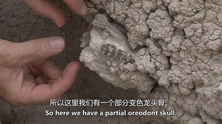 美国纪录片《考古侦探：剑齿虎、乳齿象和哺乳动物的崛起 Paleo Sleuths: Saber-Toothed Tigers, Mastodons, and the Rise of Mammals 2016》英语中英双字 无水印纯净版 1080P/MKV/6.88G 古代哺乳动物插图3