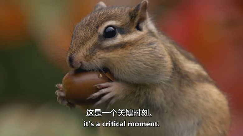 BBC纪录片《雪地动物 Snow Animals 2019》英语中英双字 无水印纯净版 1080P/MKV/1.03G 雪地动物插图3 BBC纪录片《雪地动物 Snow Animals 2019》英语中英双字 无水印纯净版 1080P/MKV/1.03G 雪地动物插图3