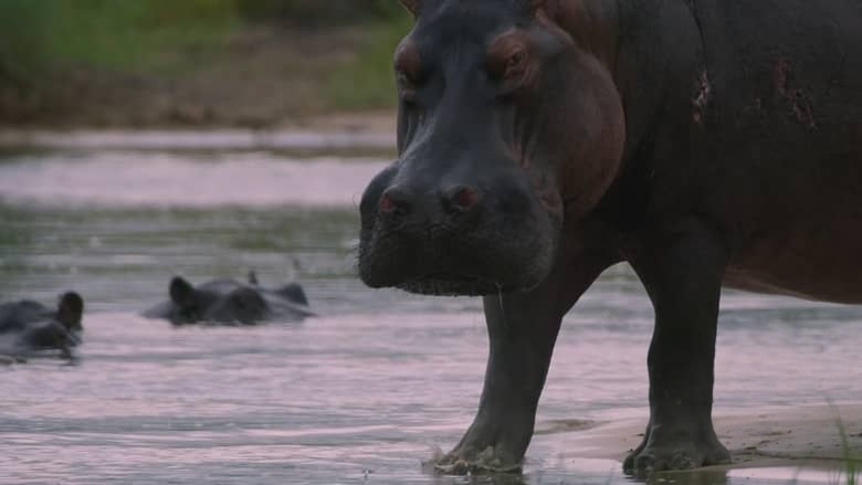 BBC纪录片《河马:非洲的河流巨人 Hippos: Africa’s River Giants 2019》英语中英双字 1080P/MKV/1.35G 非洲河马插图3 BBC纪录片《河马:非洲的河流巨人 Hippos: Africa’s River Giants 2019》英语中英双字 1080P/MKV/1.35G 非洲河马插图3
