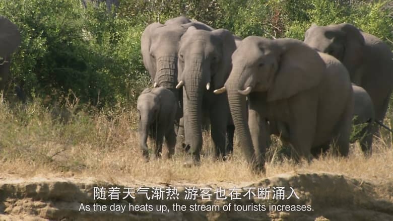 国家地理纪录片《非洲致命国度 Africa’s Deadly Kingdom 2018》全6集 英语中英双字 4K超清/2160P/MP4/7.48G 致命非洲插图2