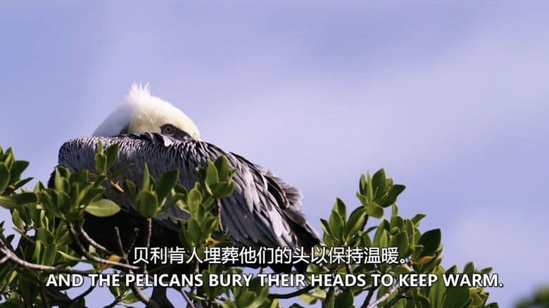 加拿大纪录片《荒野四季 Seasons of the Wild 2015》全2集 英语中英双字 无水印纯净版 1080P/MKV/6.39G 四季仙境插图2