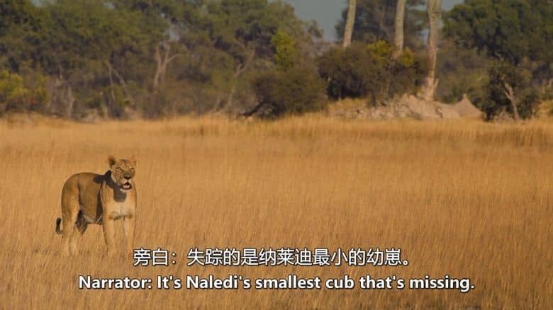 BBC纪录片《大猫全实录 Big Cats 24/7 2025》第二季全3集 英语中英双字 无水印纯净版 1080P/MKV/10.6G 猫科动物插图2 BBC纪录片《大猫全实录 Big Cats 24/7 2025》第二季全3集 英语中英双字 无水印纯净版 1080P/MKV/10.6G 猫科动物插图2