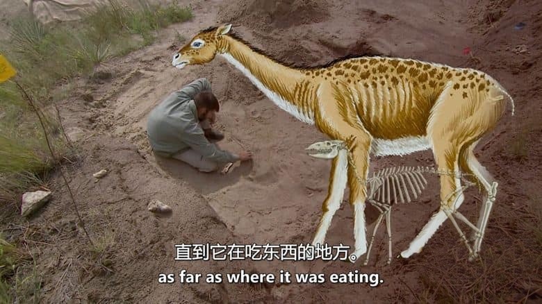 美国纪录片《考古侦探：剑齿虎、乳齿象和哺乳动物的崛起 Paleo Sleuths: Saber-Toothed Tigers, Mastodons, and the Rise of Mammals 2016》英语中英双字 无水印纯净版 1080P/MKV/6.88G 古代哺乳动物插图4