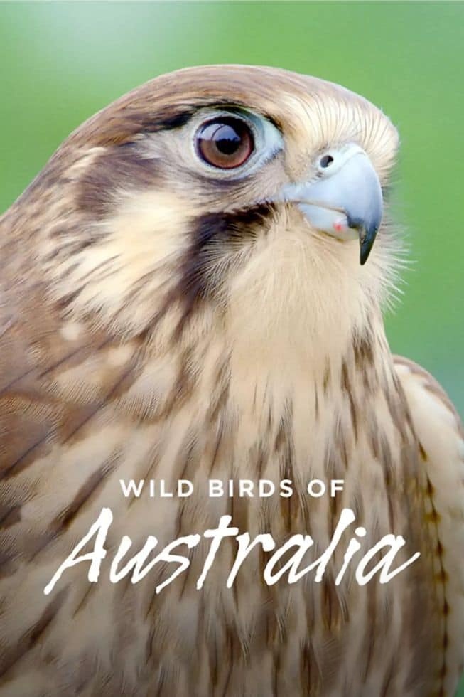 美国纪录片《澳洲野鸟 Wild Birds of Australia 2016》全4集 英语中英双字 无水印纯净版 1080P/MKV/7G 澳大利亚鸟类插图 美国纪录片《澳洲野鸟 Wild Birds of Australia 2016》全4集 英语中英双字 无水印纯净版 1080P/MKV/7G 澳大利亚鸟类插图