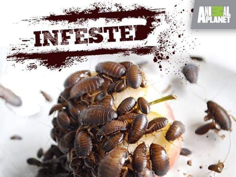 探索频道《害虫入侵！Infested! 2011》全3集 英语中英双字 无水印纯净版 1080P/MKV/6.35G 昆虫入侵插图