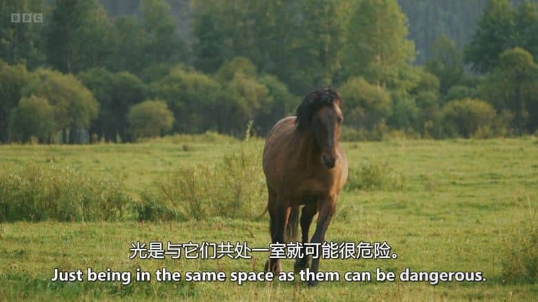 BBC纪录片《荒野奔马:落基山与我 Wild Horses, the Rockies and Me 2025》英语中英双字 无水印纯净版 1080P/MKV/1.14G 落基山野马插图2 BBC纪录片《荒野奔马:落基山与我 Wild Horses, the Rockies and Me 2025》英语中英双字 无水印纯净版 1080P/MKV/1.14G 落基山野马插图2