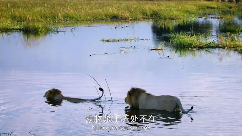国家地理《荒野、智慧与致命杀机 Wild, Smart, and Deadly 2024》全6集 英语中英双字 无水印纯净版 1080P/MP4/2.89G 动物生存进化插图1