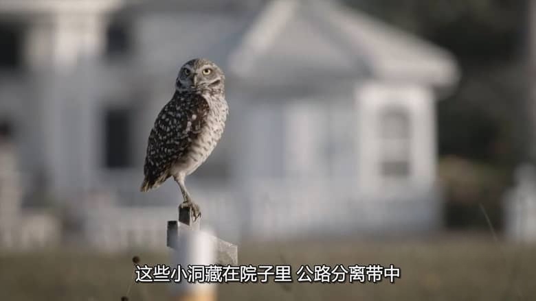 国家地理《美国动物百科 United States of Animals 2016》全12集 多国语言多国字幕 无水印纯净版 720P/MKV/10.8G 美国野生动物插图4